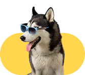 Best Pet Clinic in India