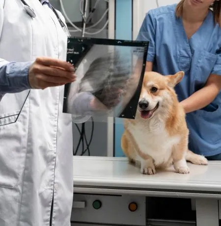 Pet Vet Clinic in India