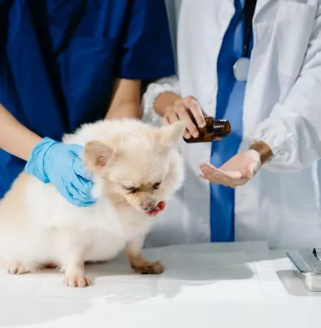 Best Veterinary Clinic in India