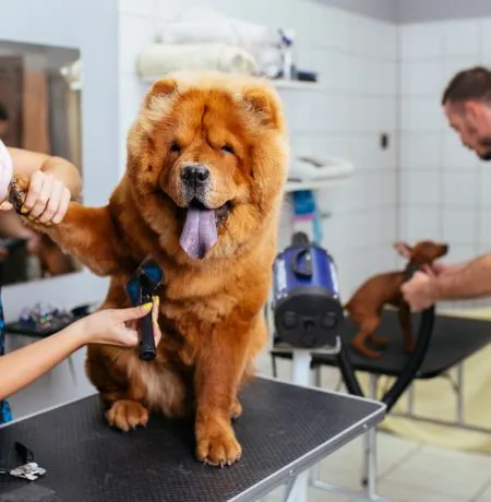 Vet Pet Clinic India
