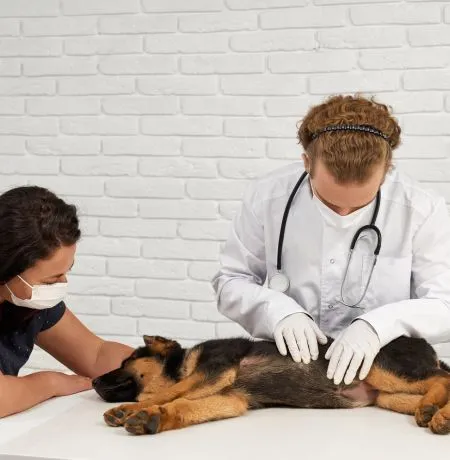 Pet Vet Clinic India