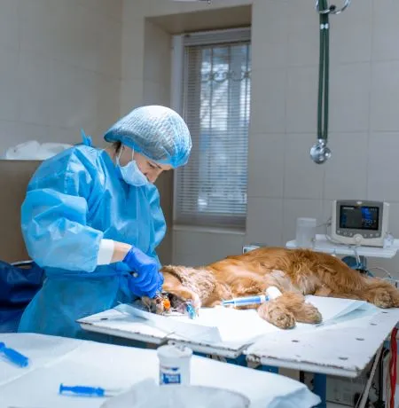 Vet Pet Clinic in India