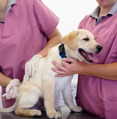 Top Veterinary Clinic in India