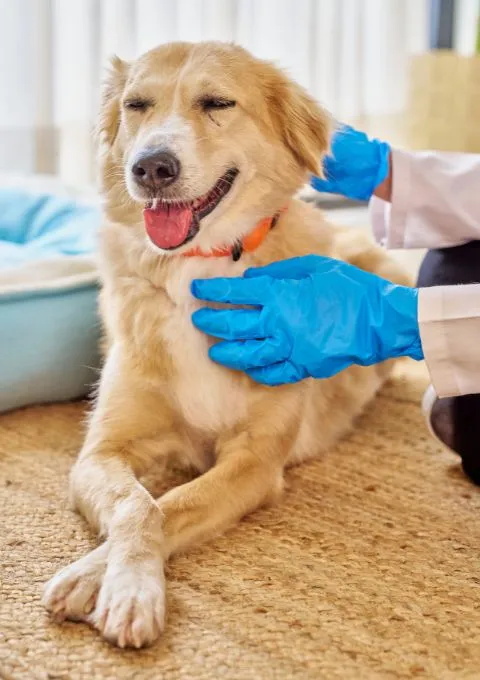 Pet Clinic Near me